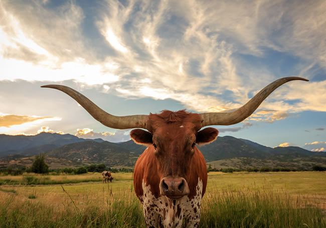 texas longhorn